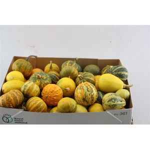 Sier Cuc P Pepo Mix X50