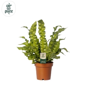 Asplenium nidus Crispy Wave