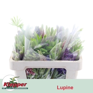 LUPINUS