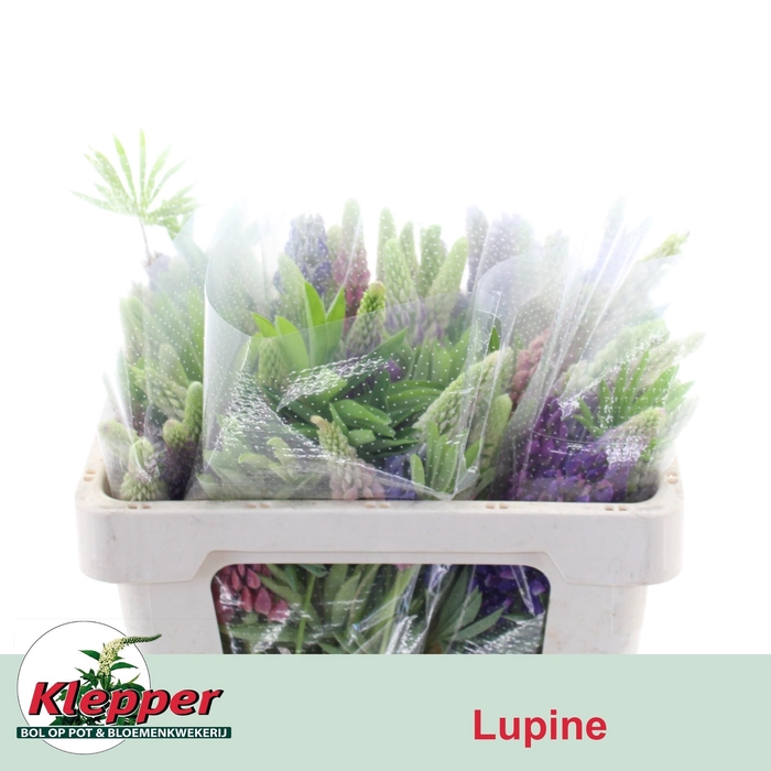 Lupinus