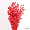 Dried Silene Cerise Bunch Slv
