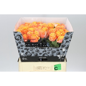Rosa Gr Heliane Orange+