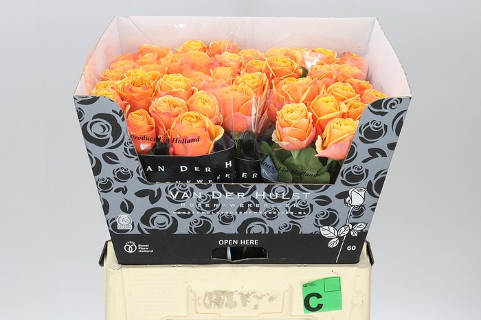 <h4>Rosa Gr Heliane Orange+</h4>