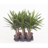 Yucca