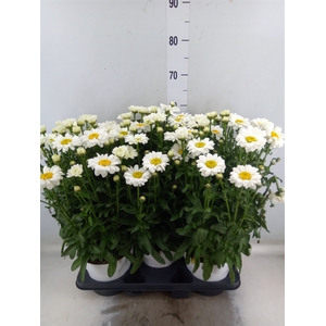 Leucanthemum maximum