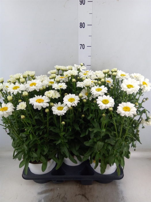 <h4>Leucanthemum maximum</h4>