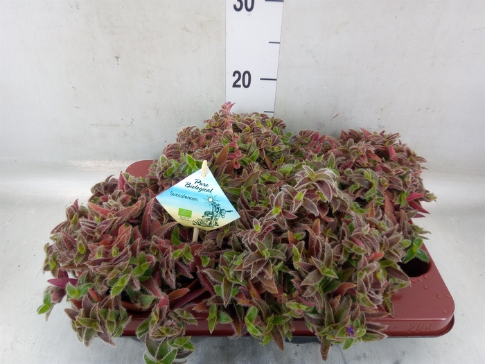 <h4>Succulents   ...</h4>