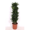 Dracaena Compacta