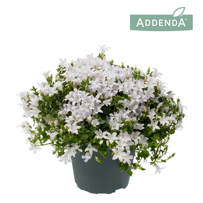 <h4>Campanula portensch. 'Ambella White'</h4>