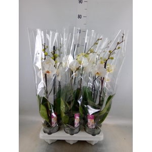 Phalaenopsis   ...white