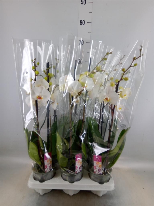<h4>Phalaenopsis   ...white</h4>