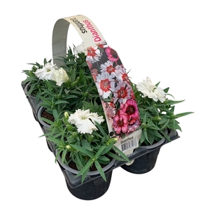 Dianthus wit 6p