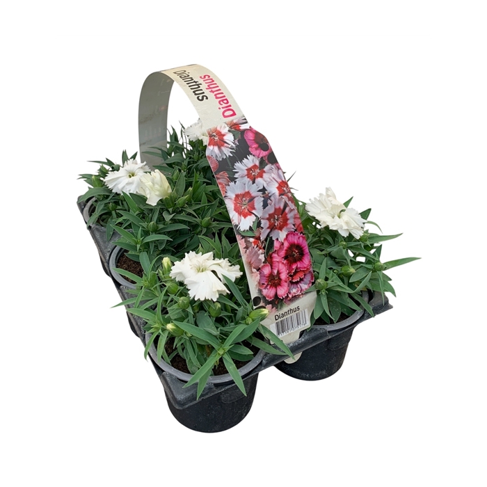 <h4>Dianthus wit 6p</h4>
