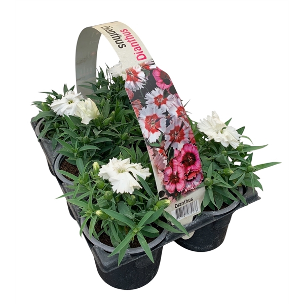 Dianthus wit 6p