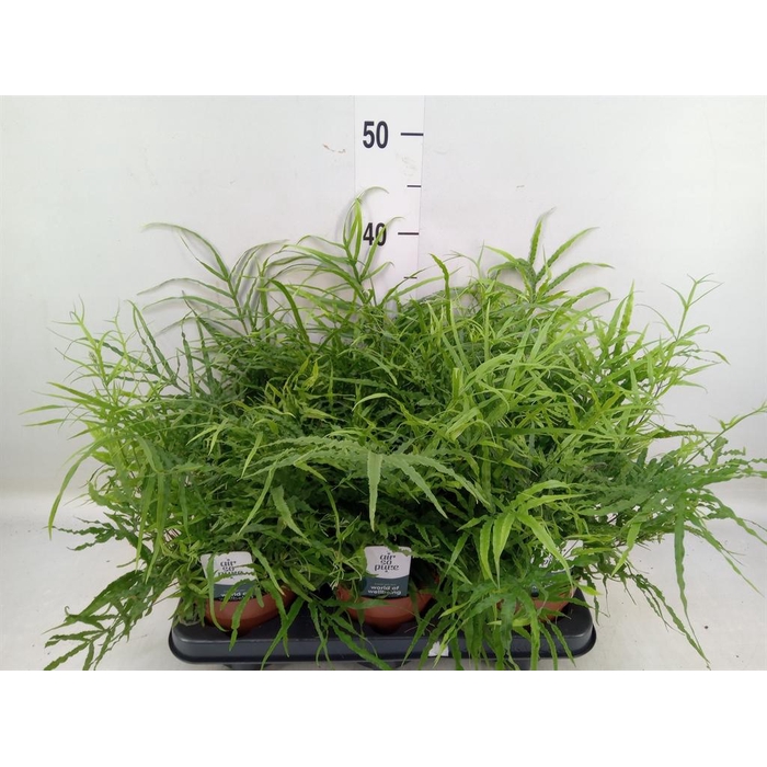 <h4>Pteris   ...</h4>