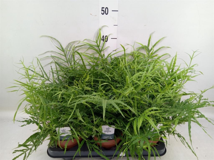 <h4>Pteris   ...</h4>