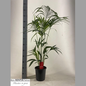 HOWEA FORSTERIANA