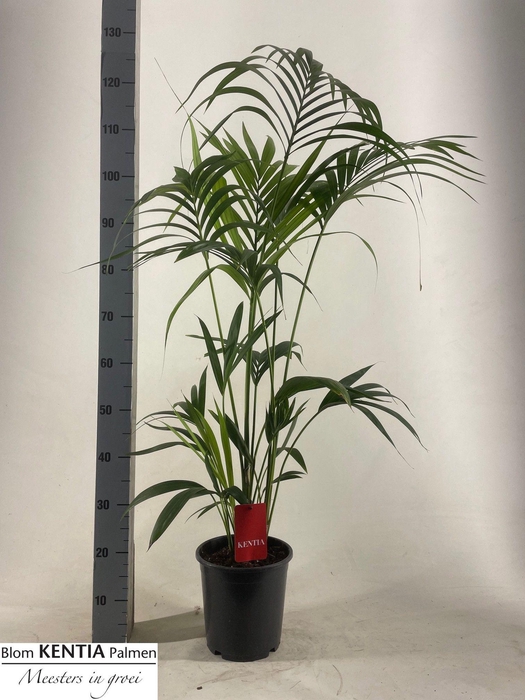 <h4>HOWEA FORSTERIANA</h4>