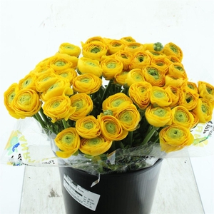 Ran Su Sr Luce Super