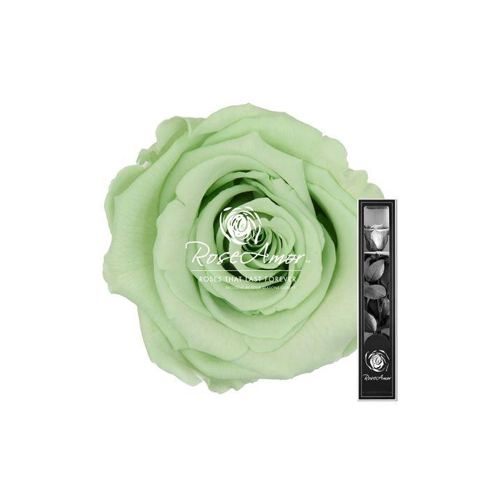 <h4>30cm Stem Gre04</h4>