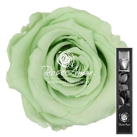 30cm Stem Gre04