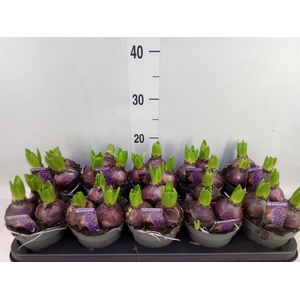 Hyacinthus orie. 'Pearl Blue'