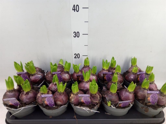 <h4>Hyacinthus orie. 'Pearl Blue'</h4>