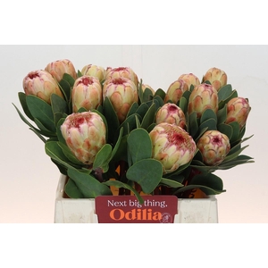 PROTEA GRANDICOLOR