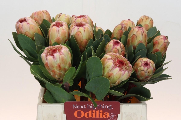 <h4>PROTEA GRANDICOLOR</h4>
