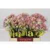 Blushing Bride Pink 6/9 Flowers