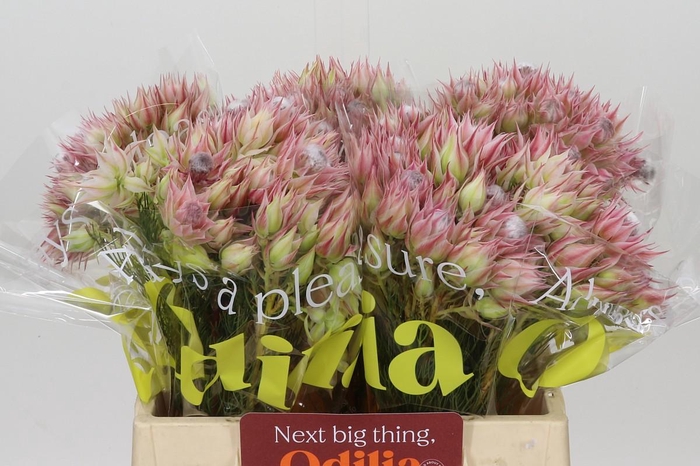 <h4>Blushing Bride Pink 6/9 Flowers</h4>