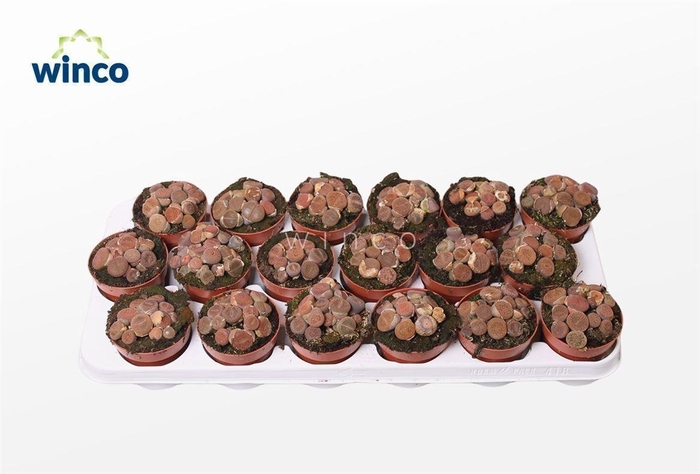 <h4>LITHOPS</h4>