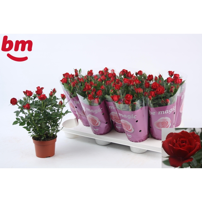 <h4>RO HOT JEWEL</h4>