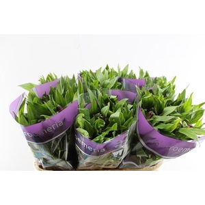 Alstr Carline (lila)