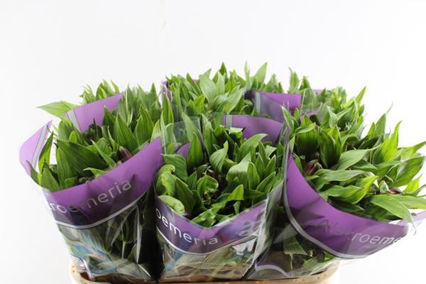 <h4>Alstr Carline (lila)</h4>