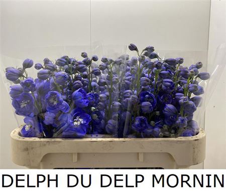 <h4>Delph Du Delp Morning 70cm</h4>