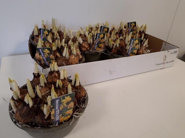 <h4>NARC O TETE A TETE</h4>