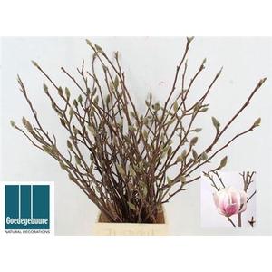 T Magnolia Grandiflora