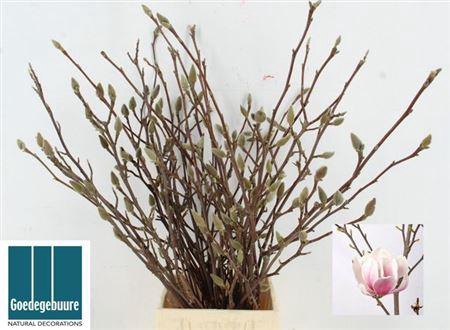 Magnolia Grandiflora