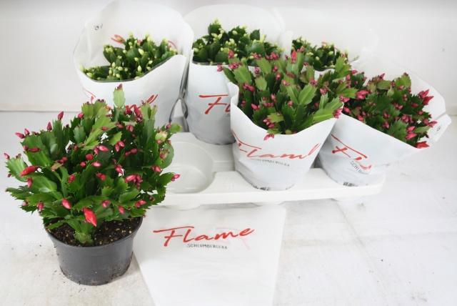 <h4>SCHLUMB FLAME GEM</h4>