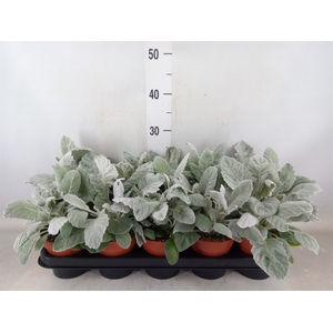 Jacobaea maritima