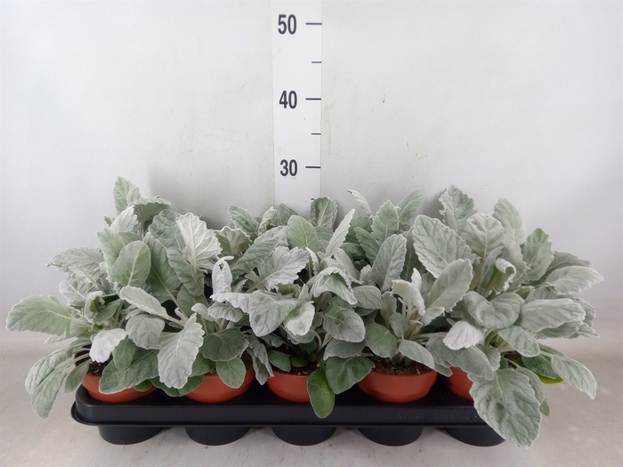 <h4>Jacobaea maritima</h4>