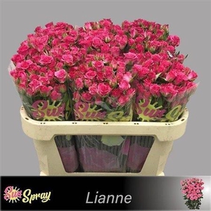 R Tr Lianne