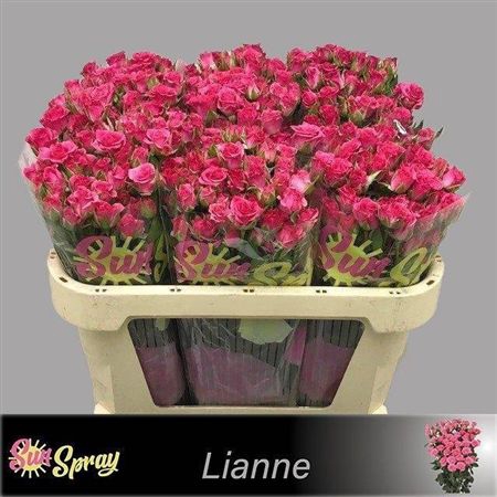 <h4>R Tr Lianne</h4>