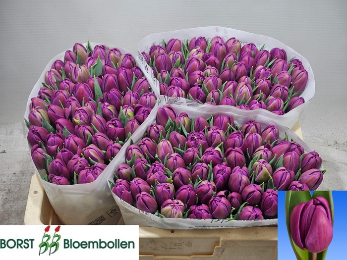 <h4>TU DU RESPECTABLE</h4>