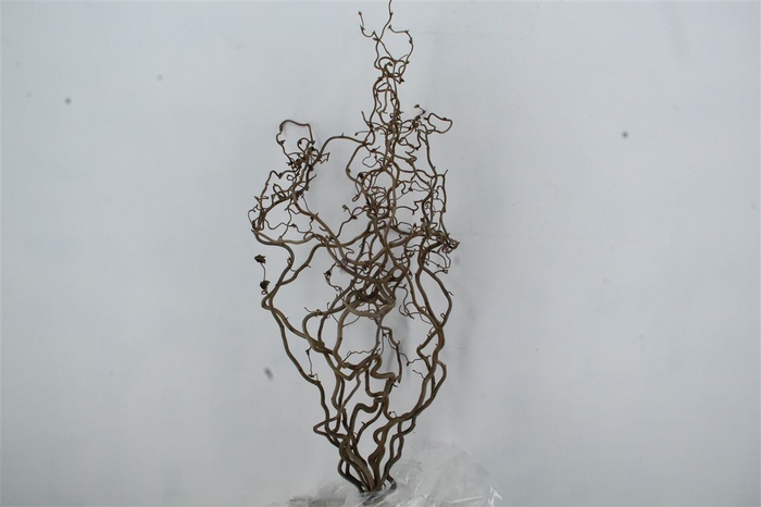 <h4>Coryl Av Contorta 2 Jarig</h4>