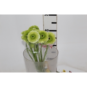 GERBERA BOLERO DIVIDIVI < 050 CM < 10 CM DIAM