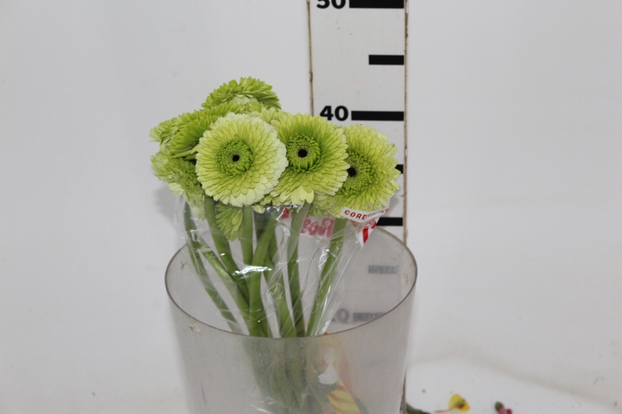 <h4>GERBERA BOLERO DIVIDIVI < 050 CM < 10 CM DIAM</h4>