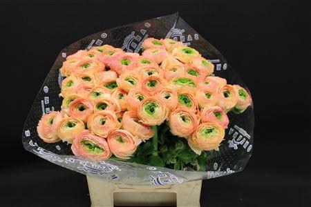 <h4>Cloni Extra Tuareg</h4>