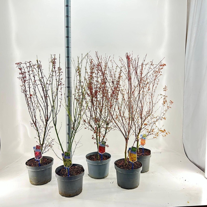 <h4>Acer palmatum</h4>